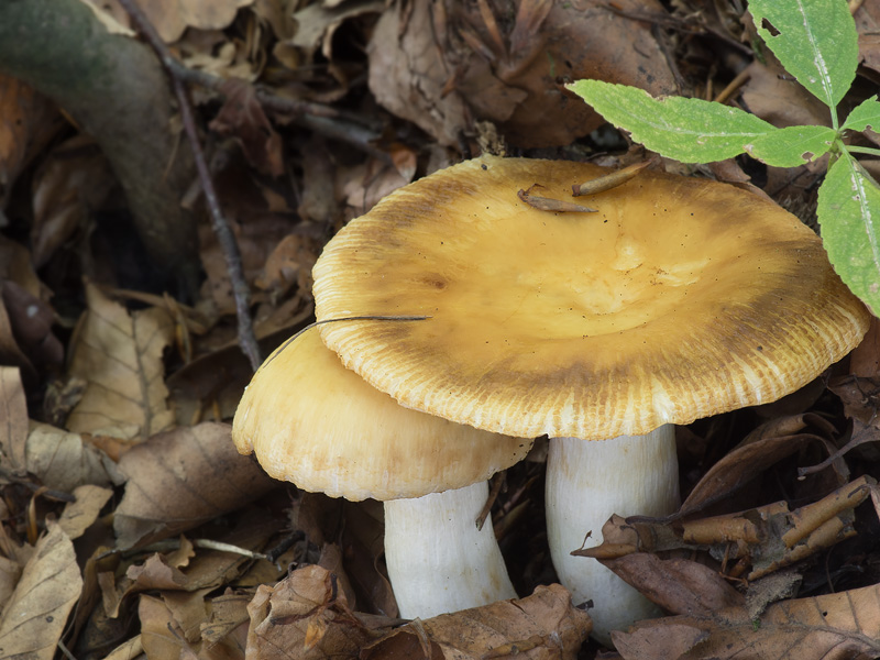 Russula laurocerasi